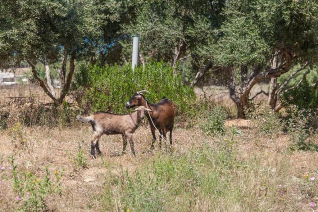 Olive Tree Farm 200M From The Beach 에피스코피 외부 사진