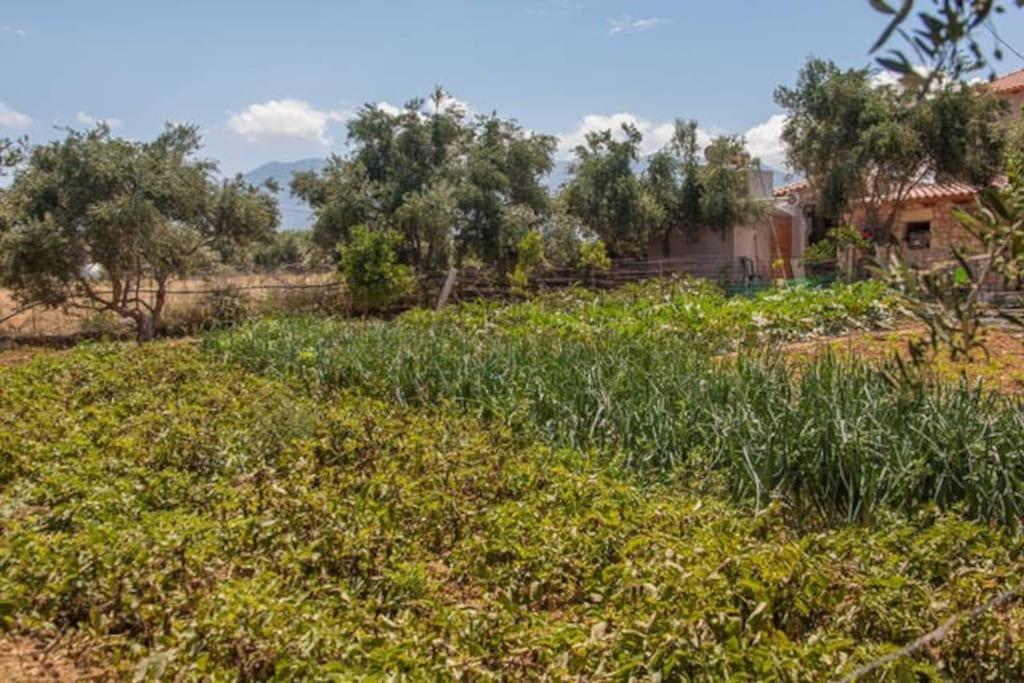 Olive Tree Farm 200M From The Beach 에피스코피 외부 사진