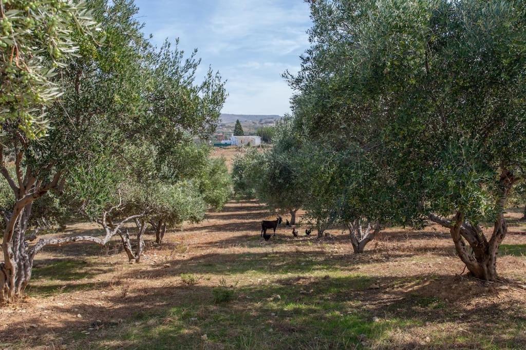 Olive Tree Farm 200M From The Beach 에피스코피 외부 사진