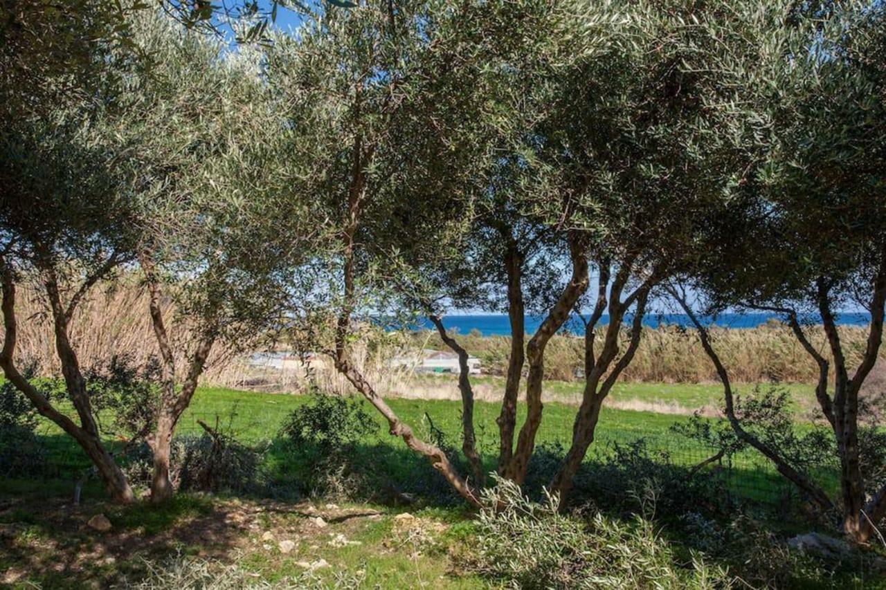 Olive Tree Farm 200M From The Beach 에피스코피 외부 사진