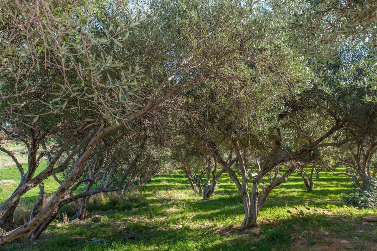 Olive Tree Farm 200M From The Beach 에피스코피 외부 사진
