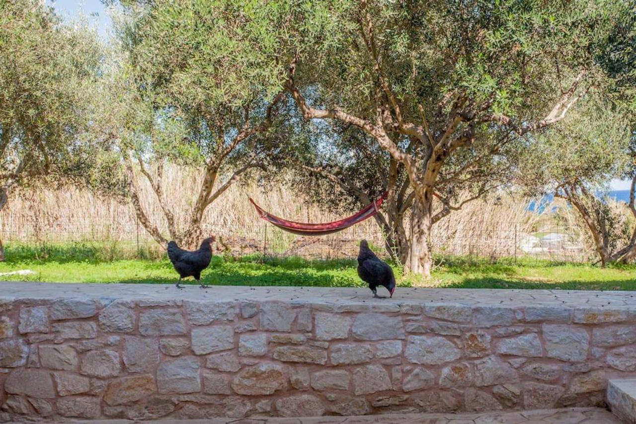 Olive Tree Farm 200M From The Beach 에피스코피 외부 사진